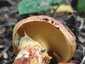 Sárga gyűrűstinóru (Suillus grevillei), Pilis
